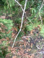 Calocedrus decurrens