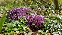 Lathraea clandestina