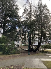 Calocedrus decurrens