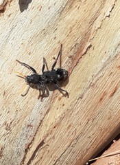 Trogodendron fasciculatum