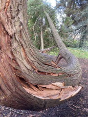 Calocedrus decurrens