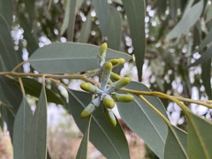Eucalyptus prava