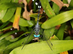 Micrathyria catenata