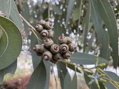 Eucalyptus prava
