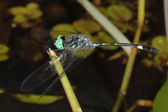 Micrathyria catenata