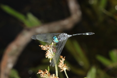 Micrathyria catenata