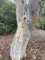 Eucalyptus prava