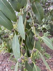 Eucalyptus neglecta