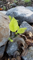 Magnoliopsida