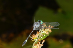 Micrathyria catenata