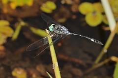 Micrathyria catenata