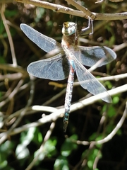 Rhionaeschna absoluta