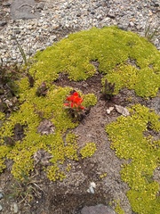 Castilleja tolucensis