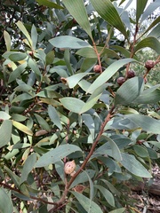 Hakea laurina
