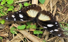 Hypolimnas anthedon wahlbergi