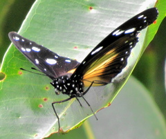 Hypolimnas anthedon wahlbergi