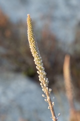 Drimia pancration