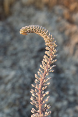 Drimia pancration