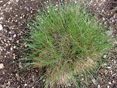 Festuca roemeri roemeri