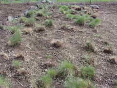 Festuca roemeri roemeri