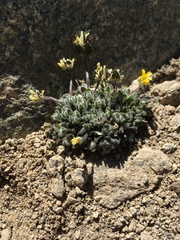 Draba lemmonii