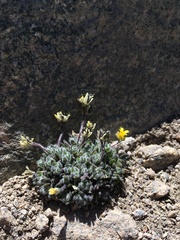 Draba lemmonii