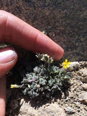Draba lemmonii