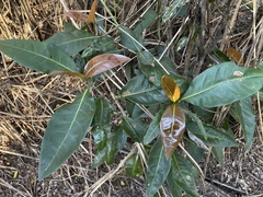 Coccoloba diversifolia