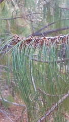Pinus lumholtzii