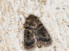 Proteuxoa rubripuncta