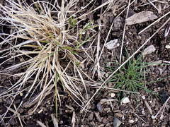 Carex unilateralis