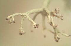 Cladonia mediterranea
