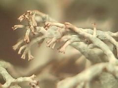 Cladonia mediterranea