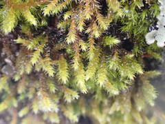 Hedwigia stellata
