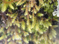 Hedwigia stellata