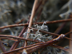 Cladonia mediterranea