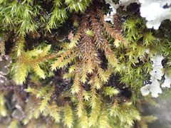 Hedwigia stellata