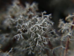 Cladonia mediterranea