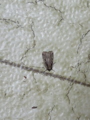 Eueretagrotis sigmoides