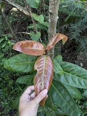 Coccoloba diversifolia
