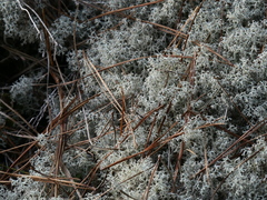 Cladonia mediterranea