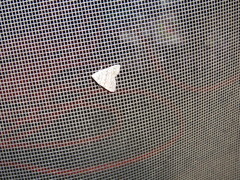 Chytolita morbidalis