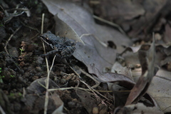 Eleutherodactylus nitidus