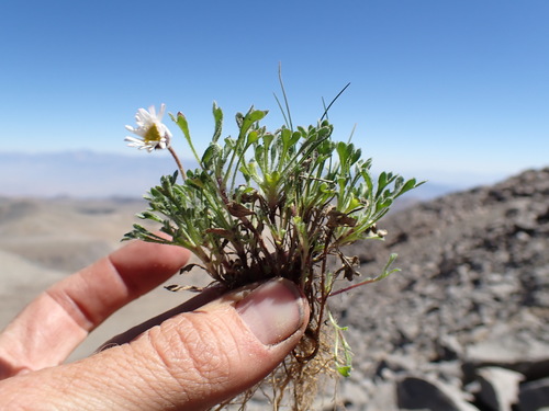 Image of Erigeron vagus by (c) Martin Purdy, some rights reserved (CC BY)