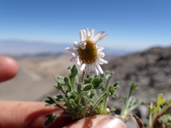 Erigeron vagus
