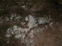 Cladonia mediterranea