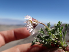 Erigeron vagus