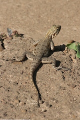 Agama