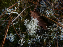 Cladonia mediterranea