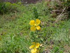 Ludwigia multinervia